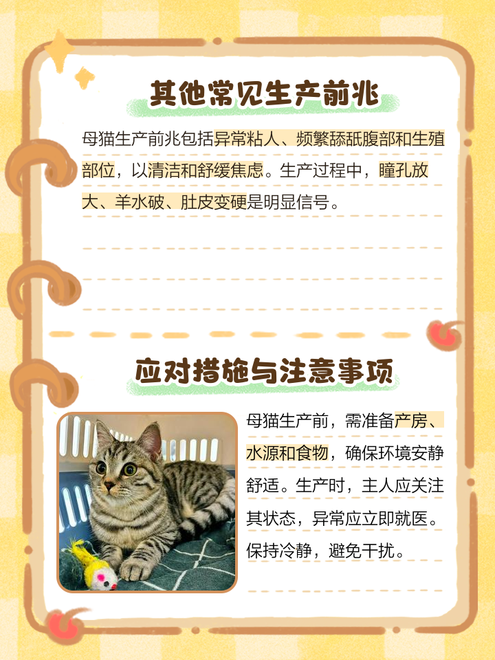家里进猫有什么么寓意么