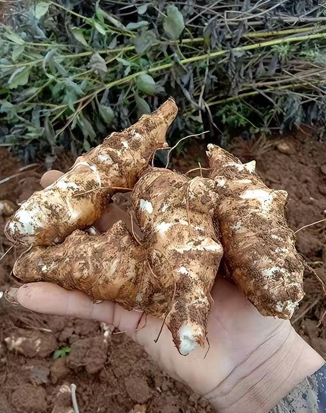 什么样的体质不能吃洋姜