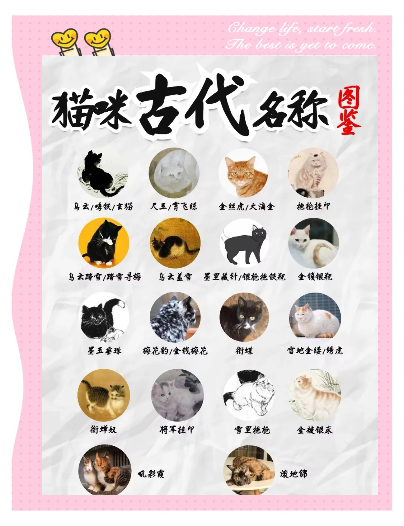 小猫的名字萌又洋气的大全
