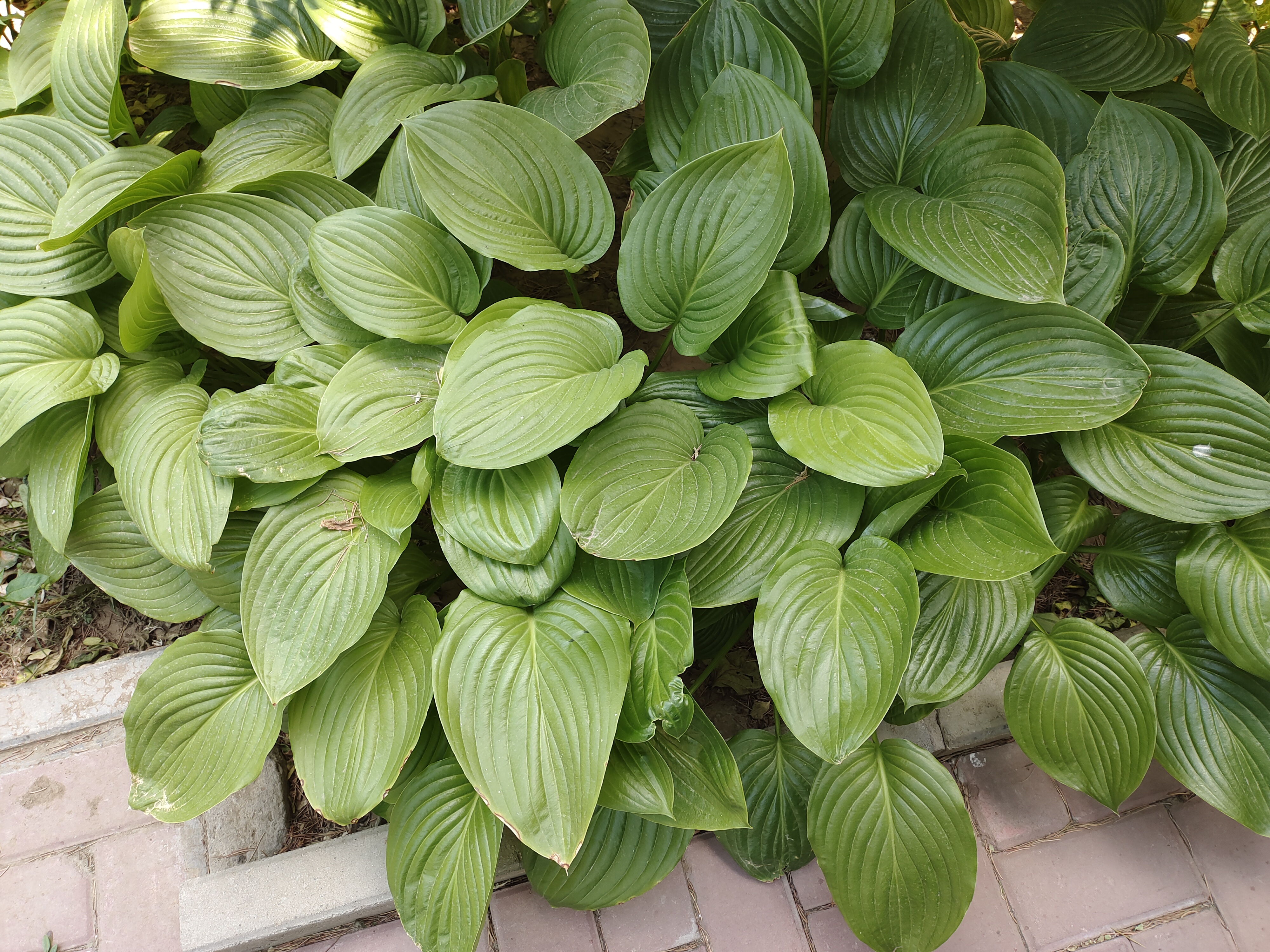 白玉簪怎么种植的
