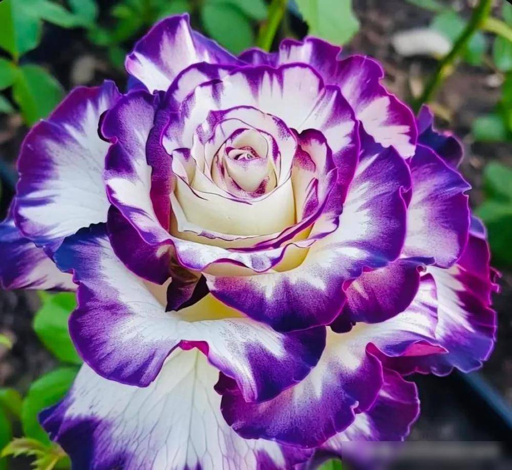 月季花有什么特点写几句话