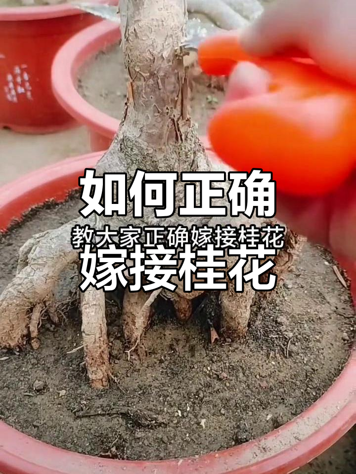 桂花的正确嫁接方法视频