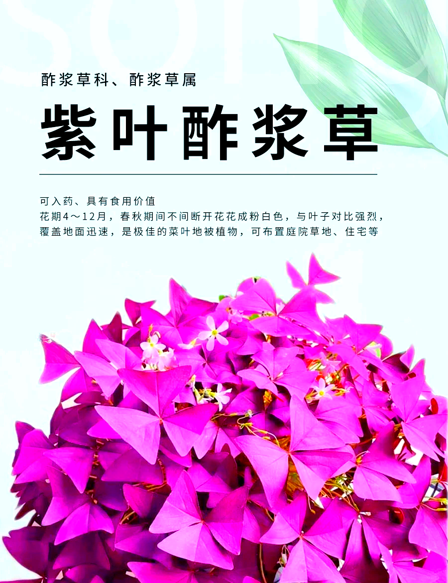 紫角叶的作用与功效图片