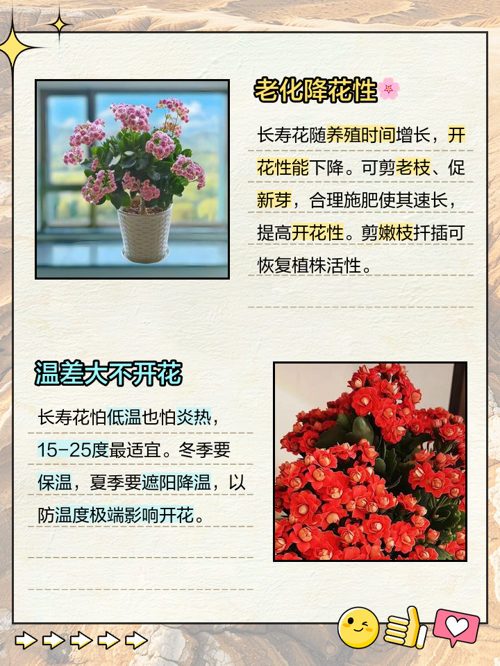 长寿花不开花的原因和办法介绍图片