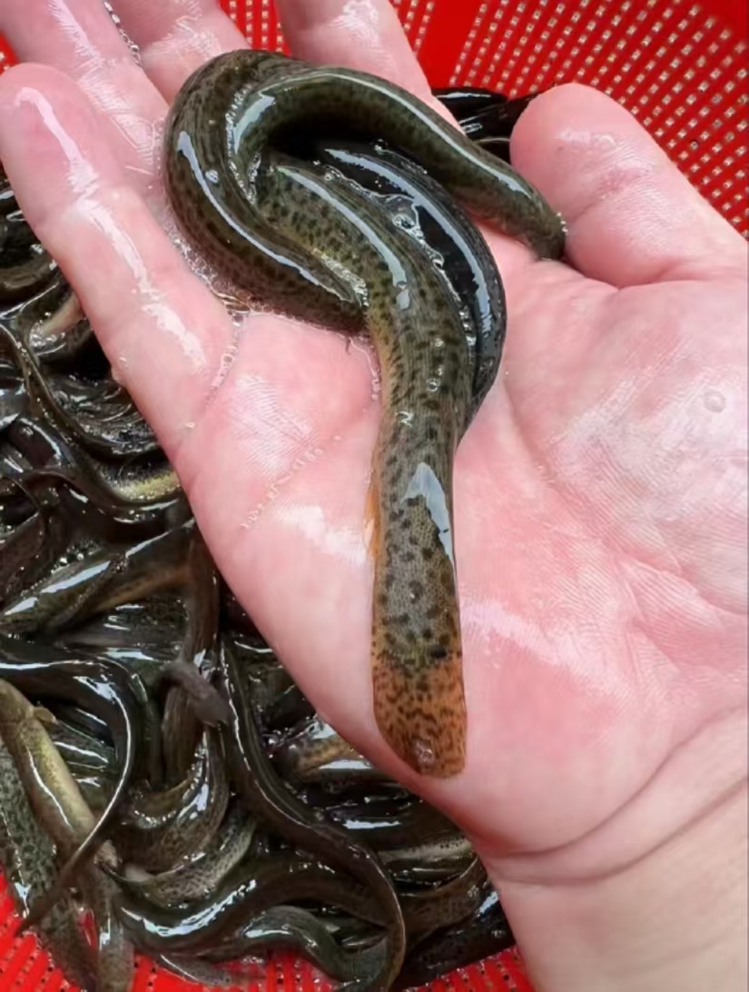 泥鳅不喂饲料能长大吗