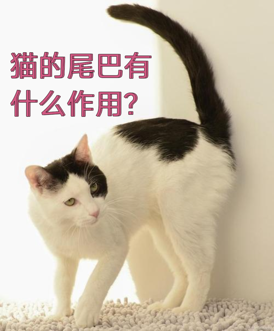 动物尾巴的作用和用途说明