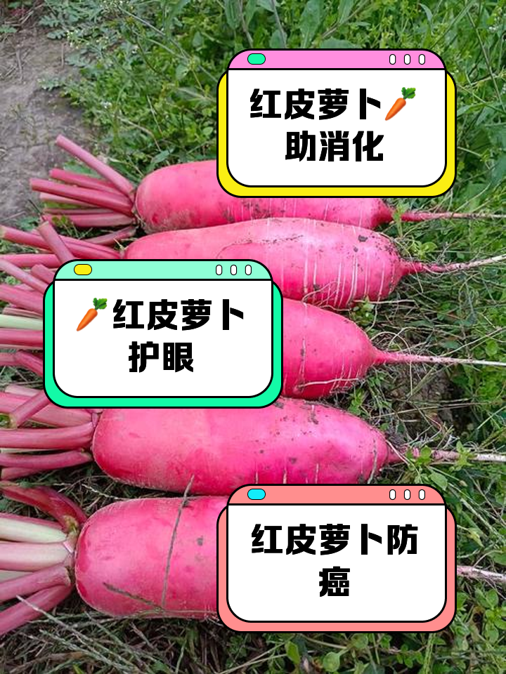 大红皮萝卜怎么做好吃法