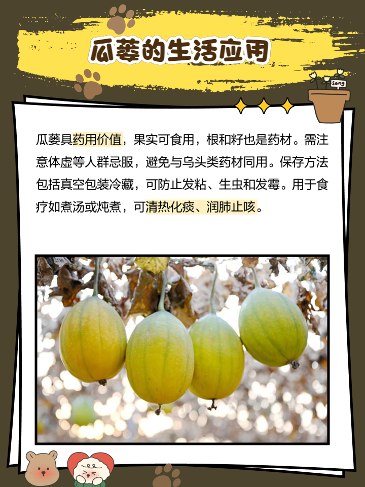 瓜蒌俗名怎么称呼