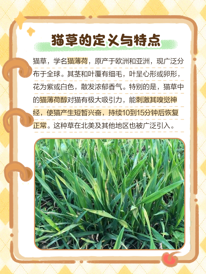 猫薄荷是什么东西对猫有害吗