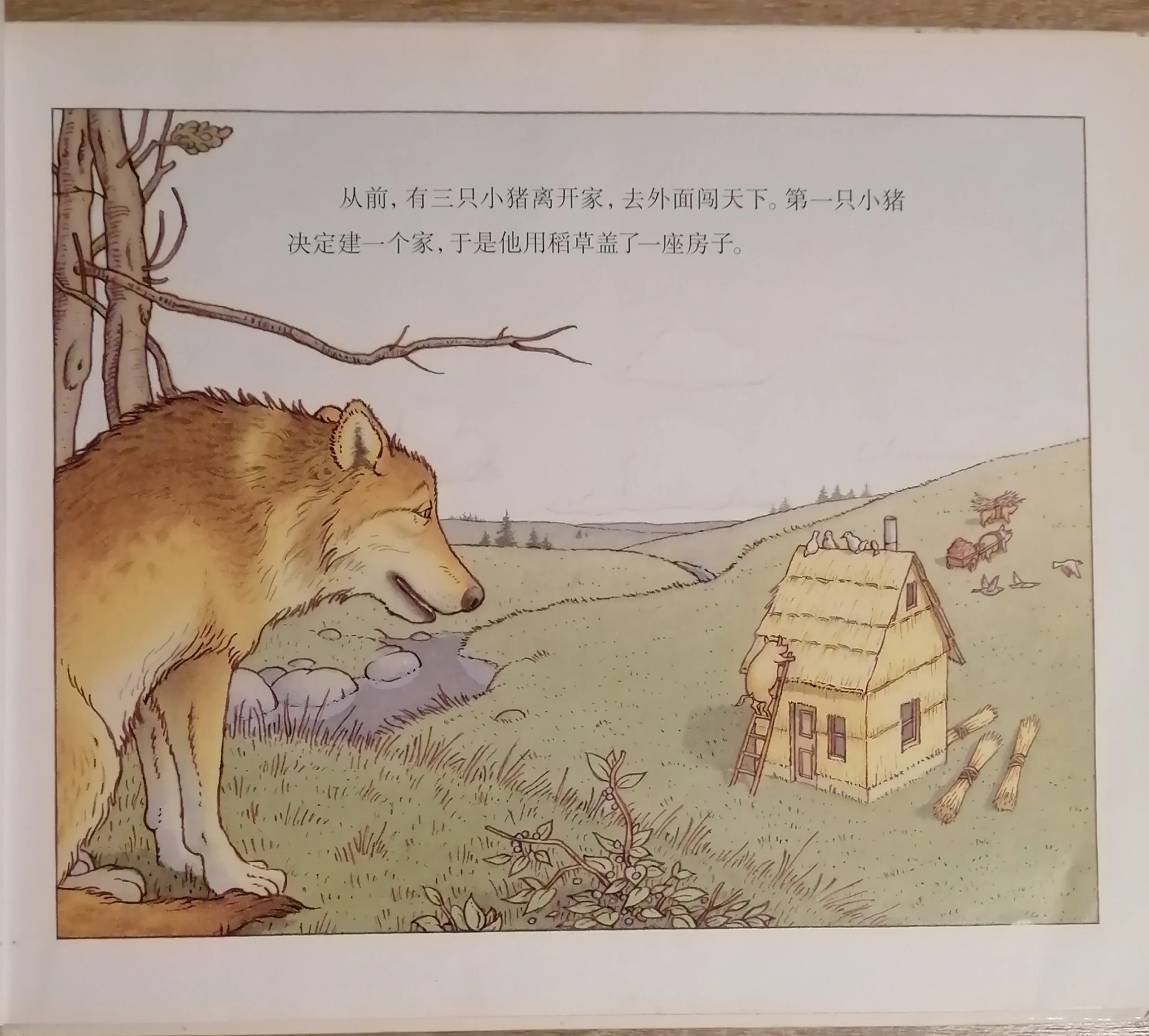 大灰狼和三只小猪的故事 睡前故事