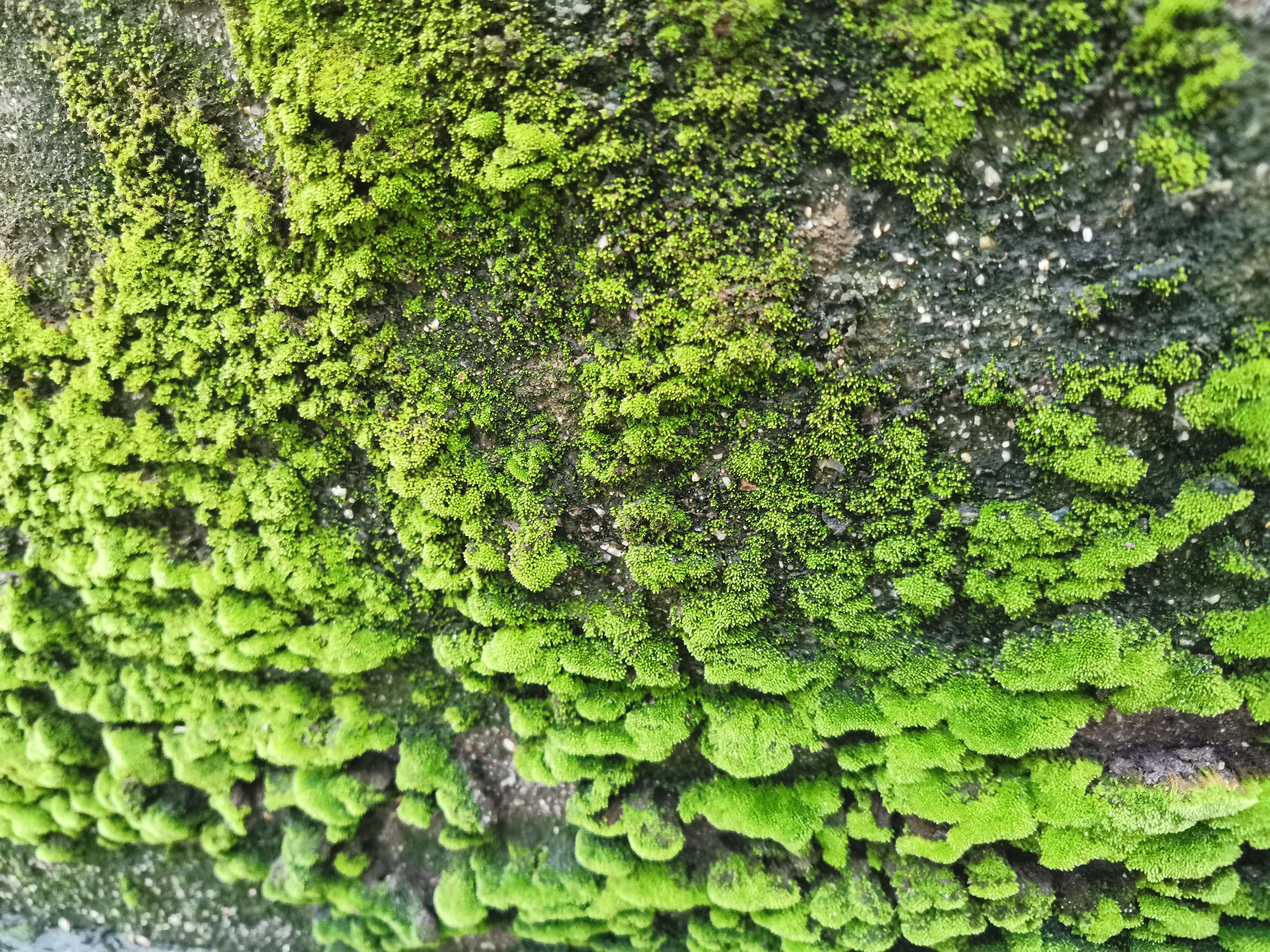青苔是一种什么样的植物