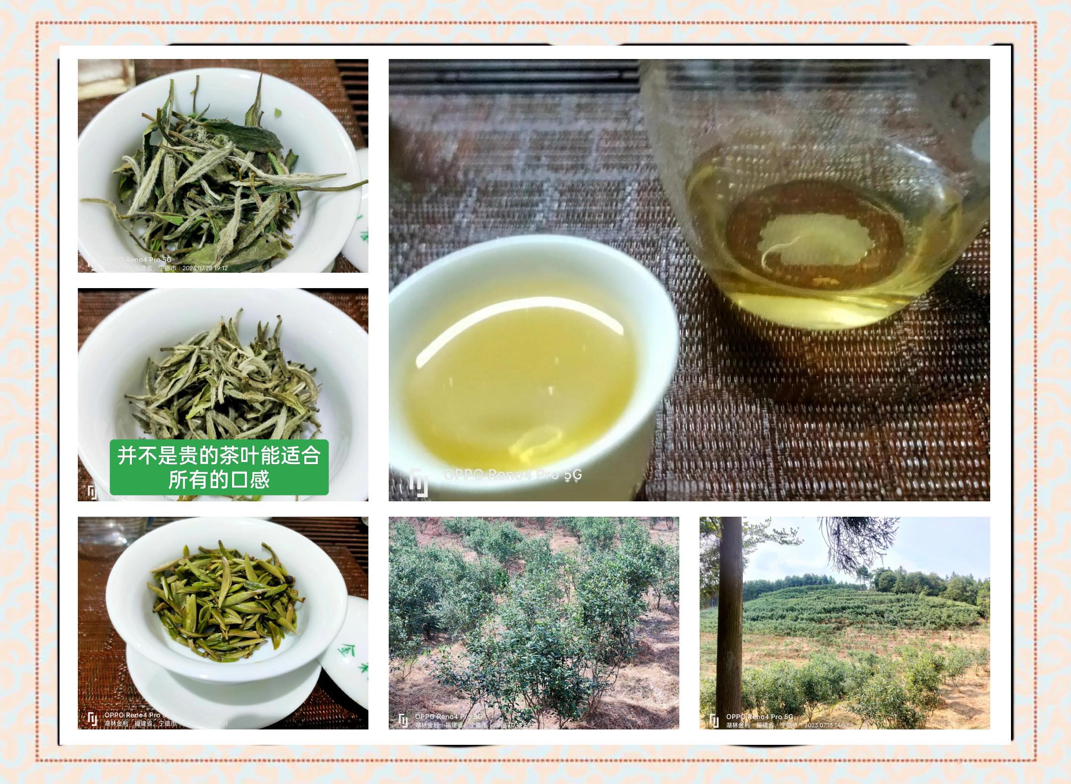 福鼎白茶怎么泡最好喝