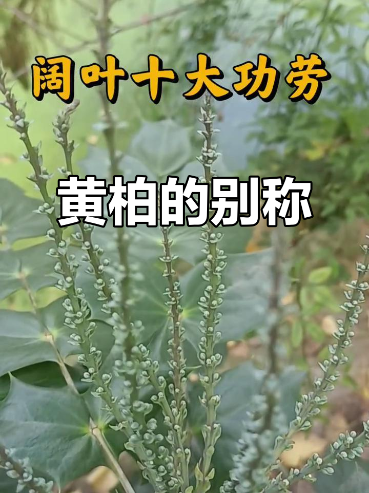 薏苡仁的功效与作用与主治