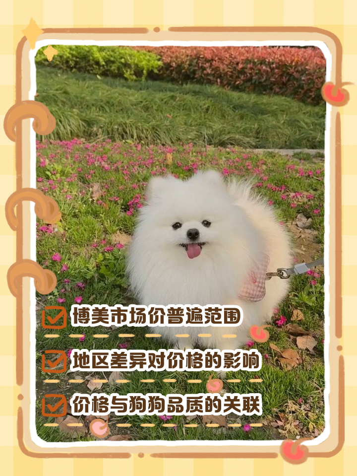 博美犬多少钱一只,定价标准是什么样的