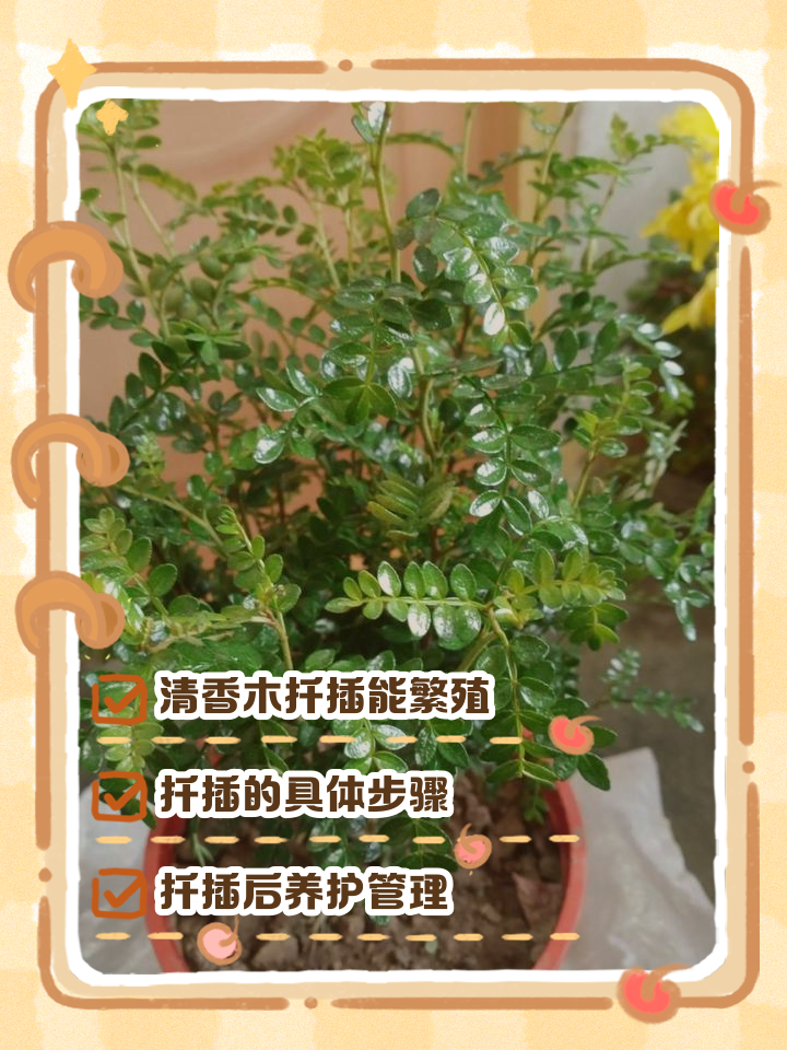 清香木的养殖方法和注意事项介绍图片
