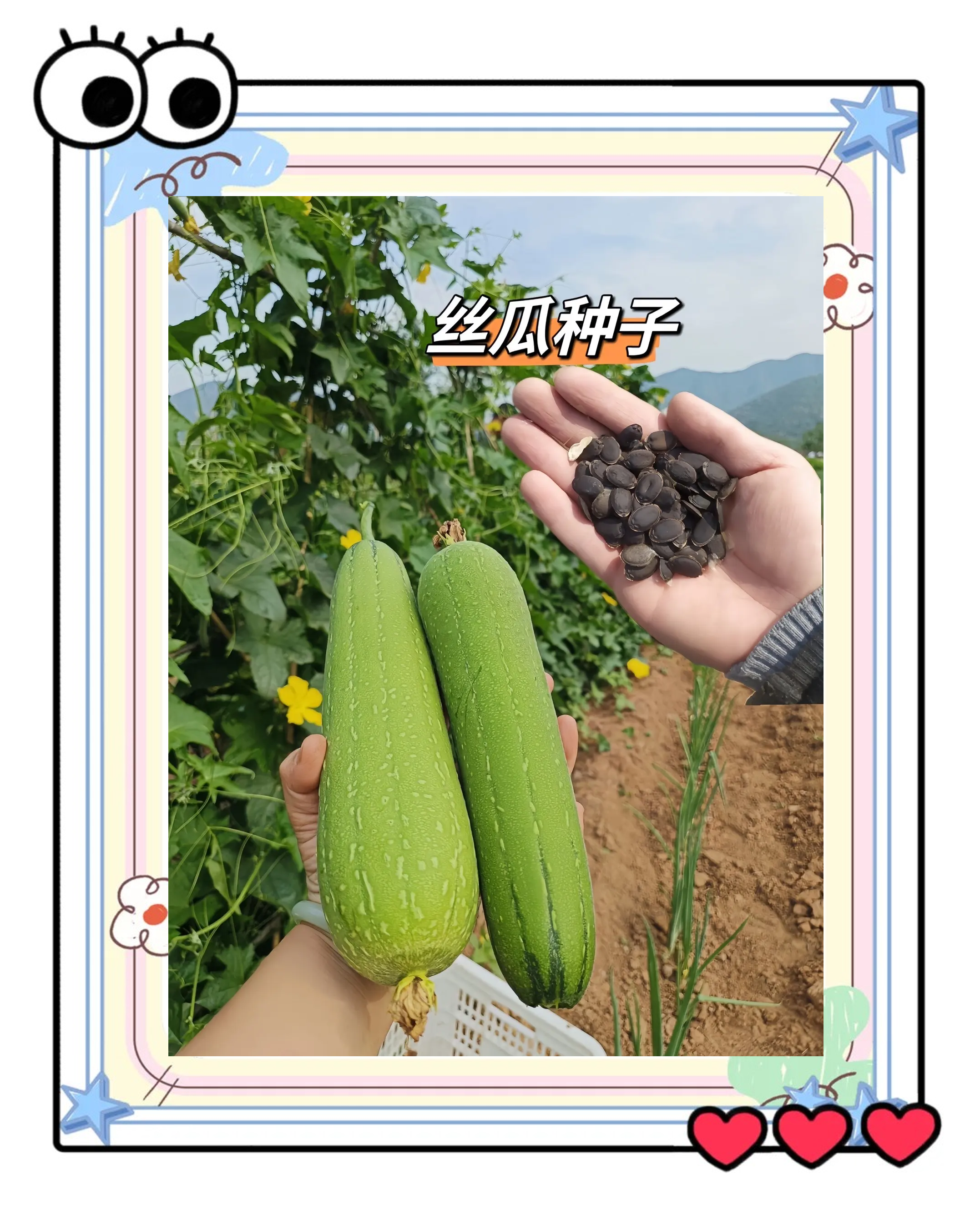 丝瓜什么时候种植适应温度