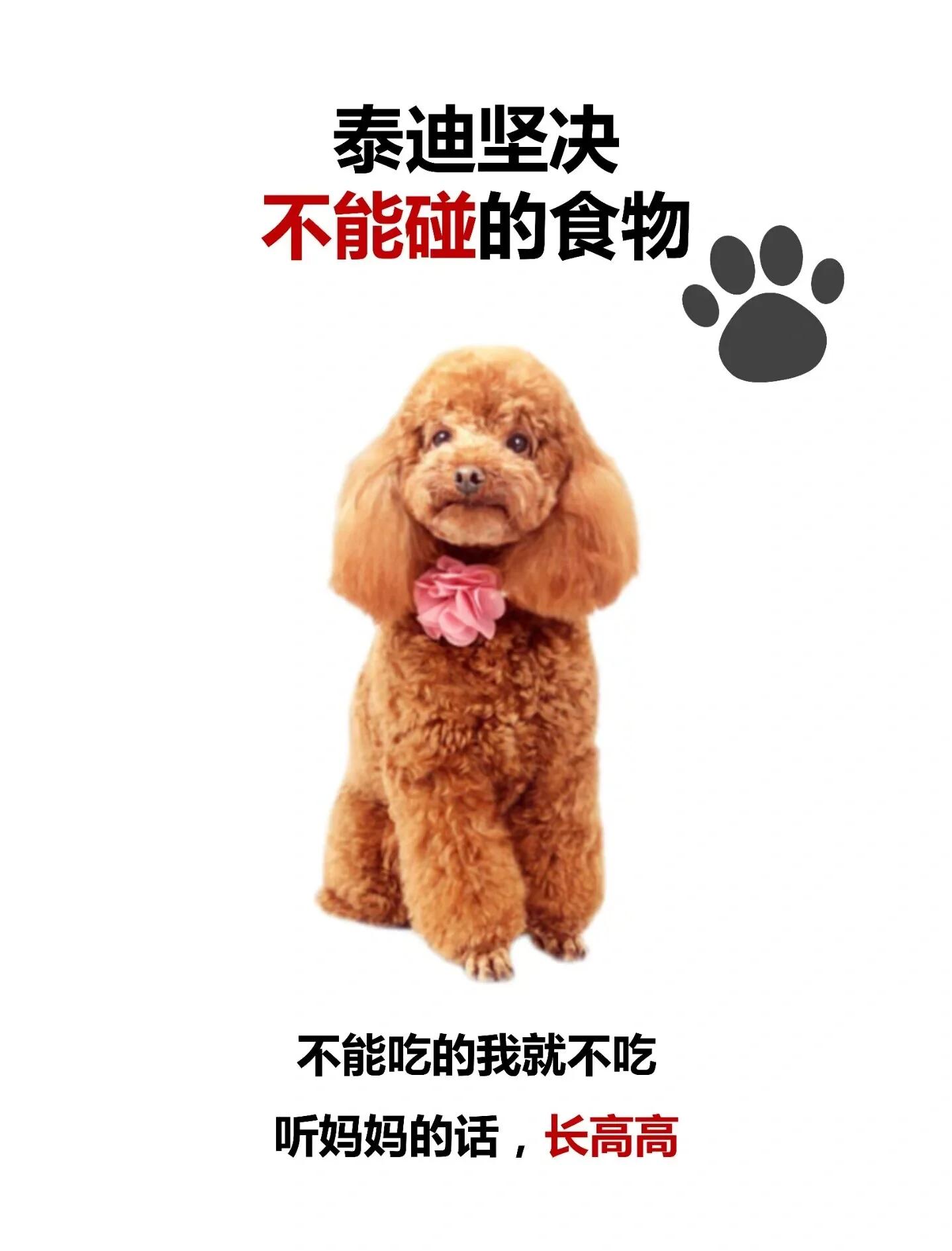 宠物狗泰迪能吃葡萄吗