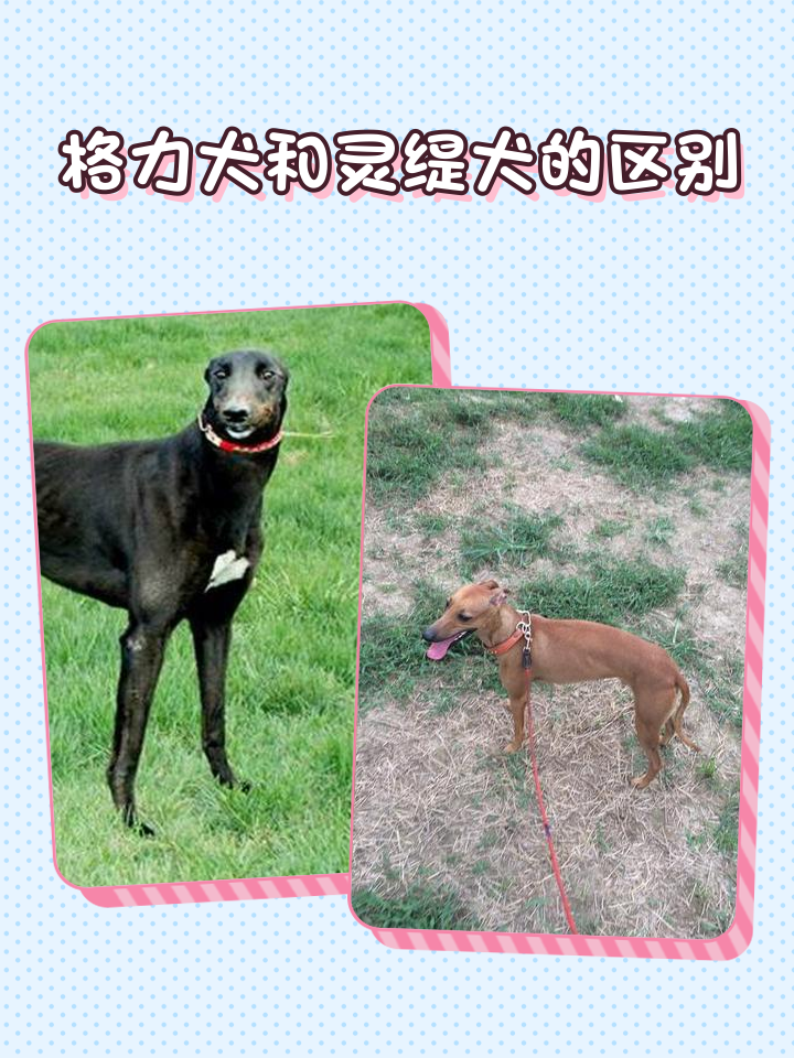 灵缇犬性格特征介绍