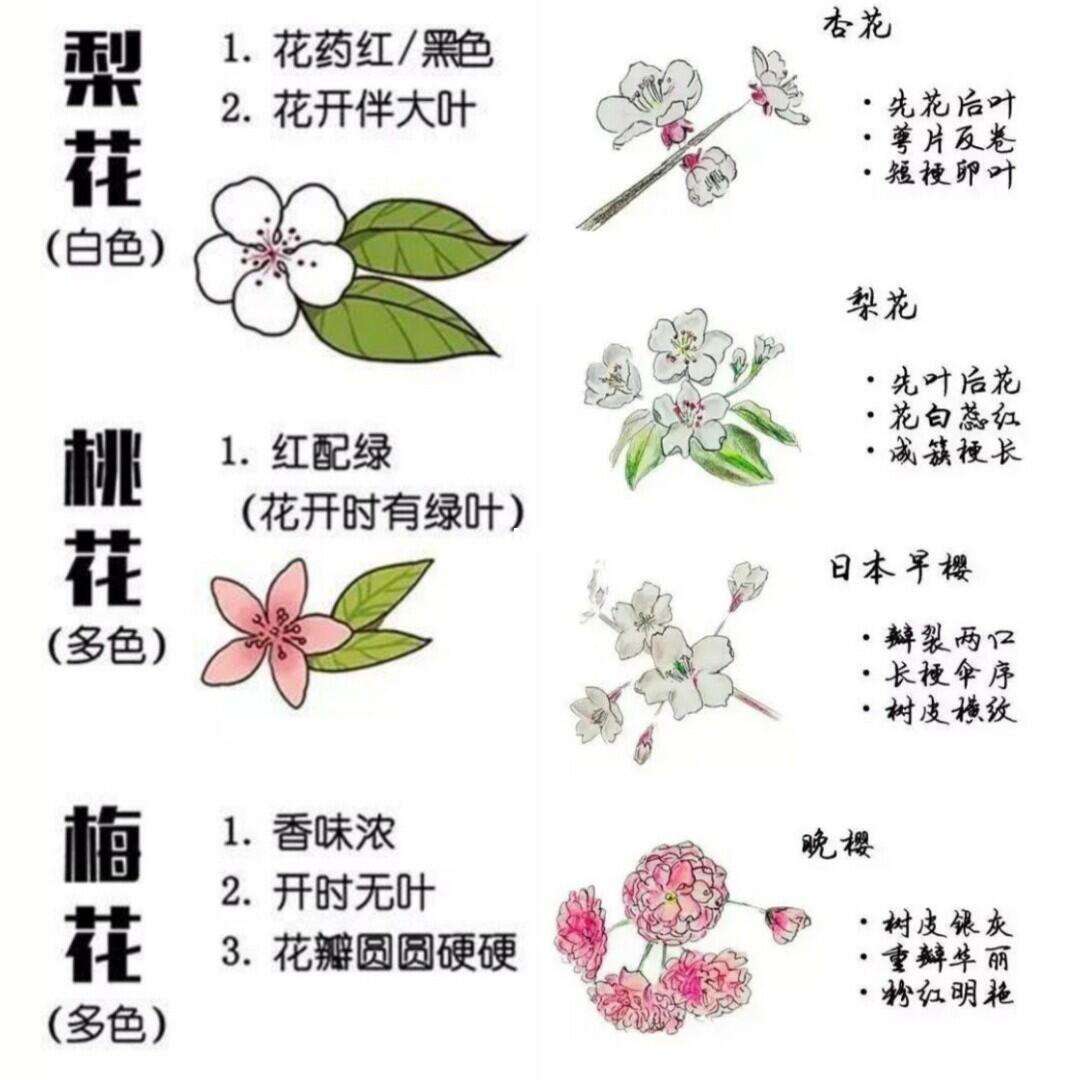 桃花和杏花的区别图解