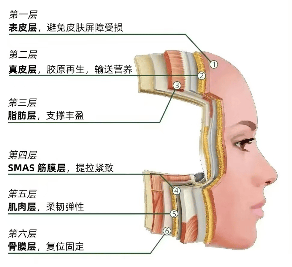 面部皮肤分为几层图片