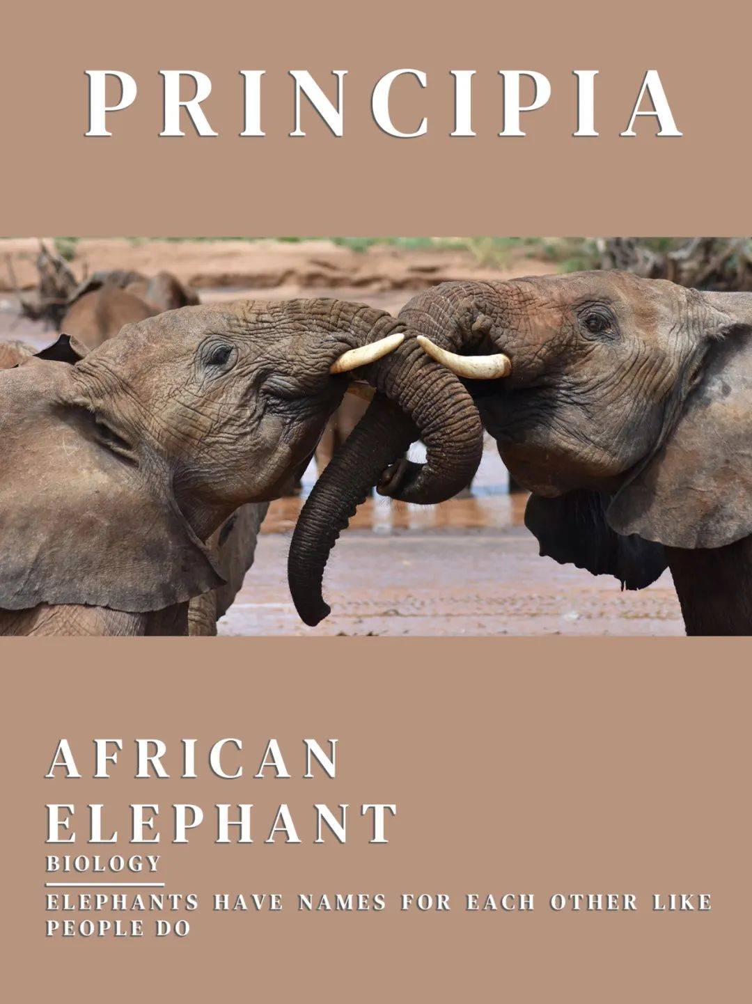 大象用英语怎么说elephant