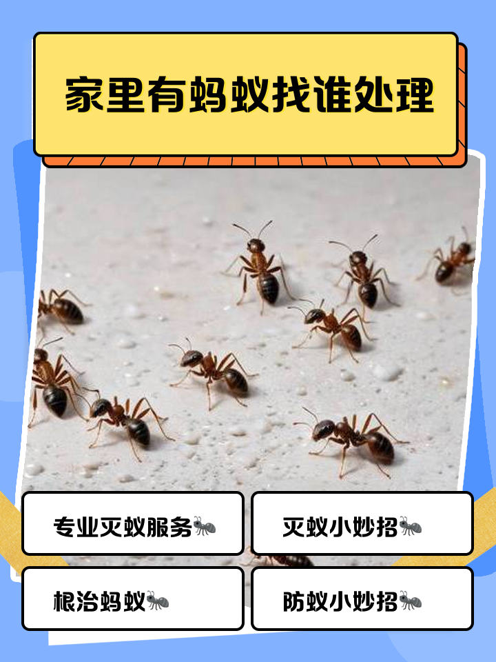 家中有蚂蚁怎么办治理