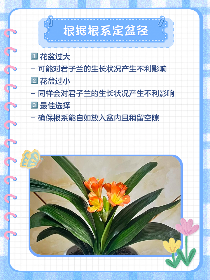 君子兰换盆注意事项视频