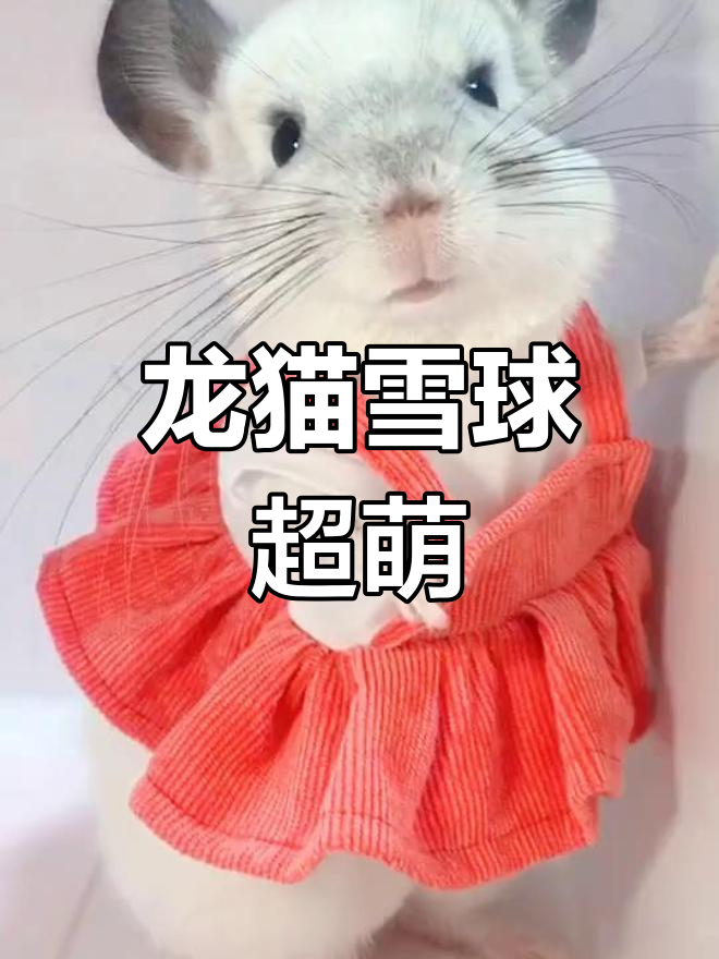雪球仓鼠最多可以活几年