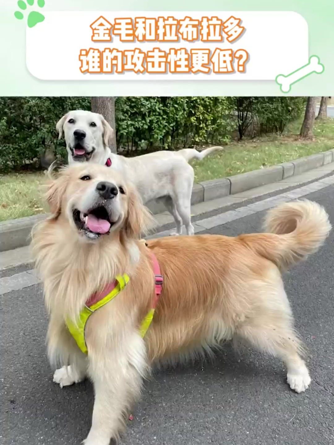 拉布拉多和金毛串串多少钱一只