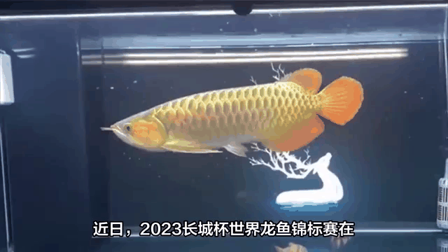 金龙鱼最贵的多少钱一条
