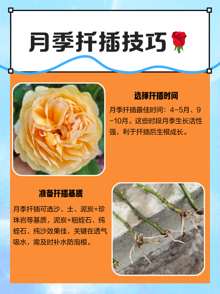 月季花什么时候扦插最好?教你3种养护方法