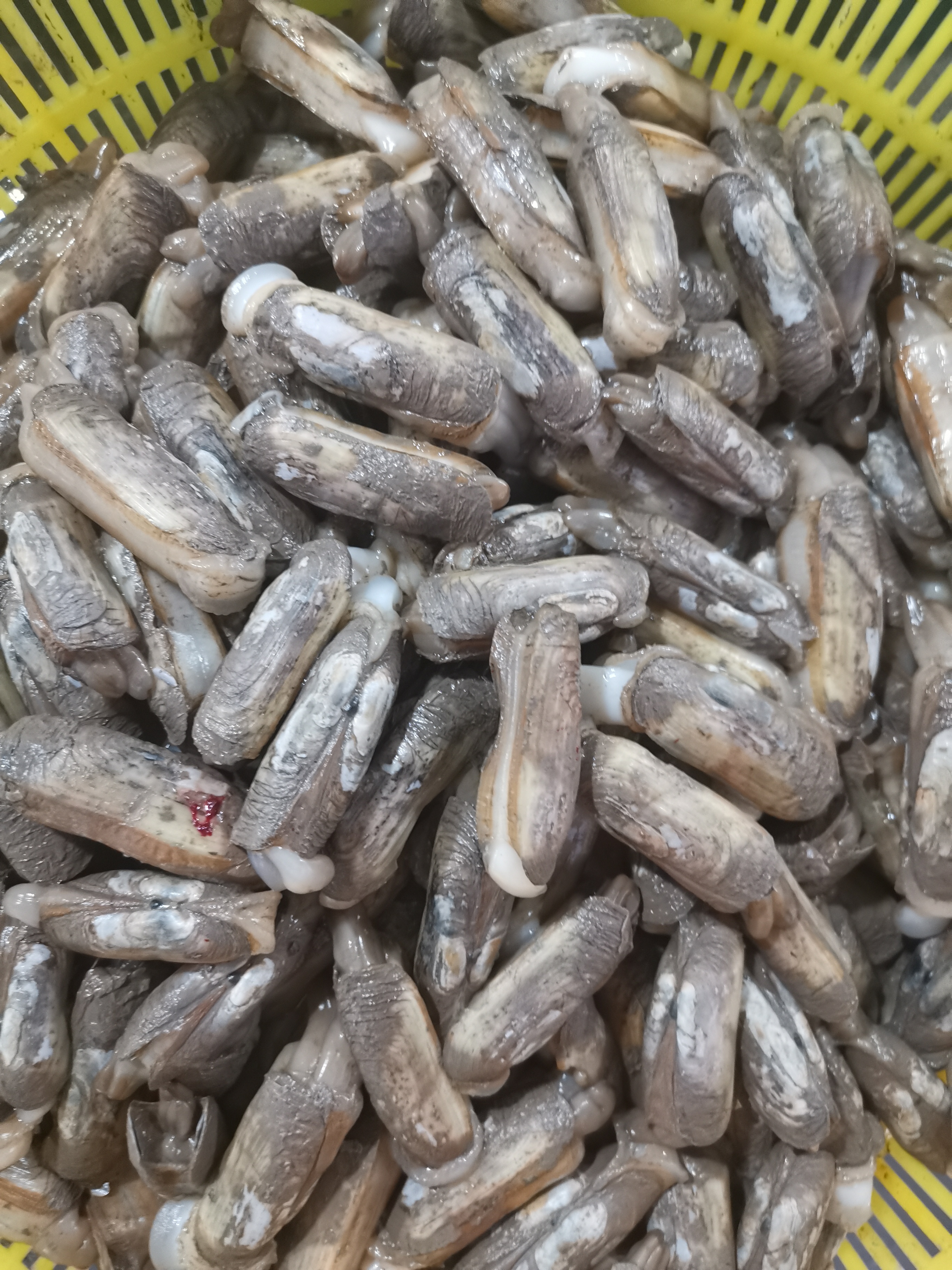 常见的海鲜类