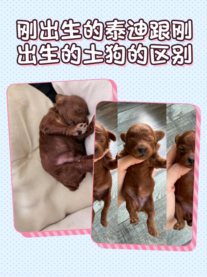 贵宾犬和泰迪的区别有哪些