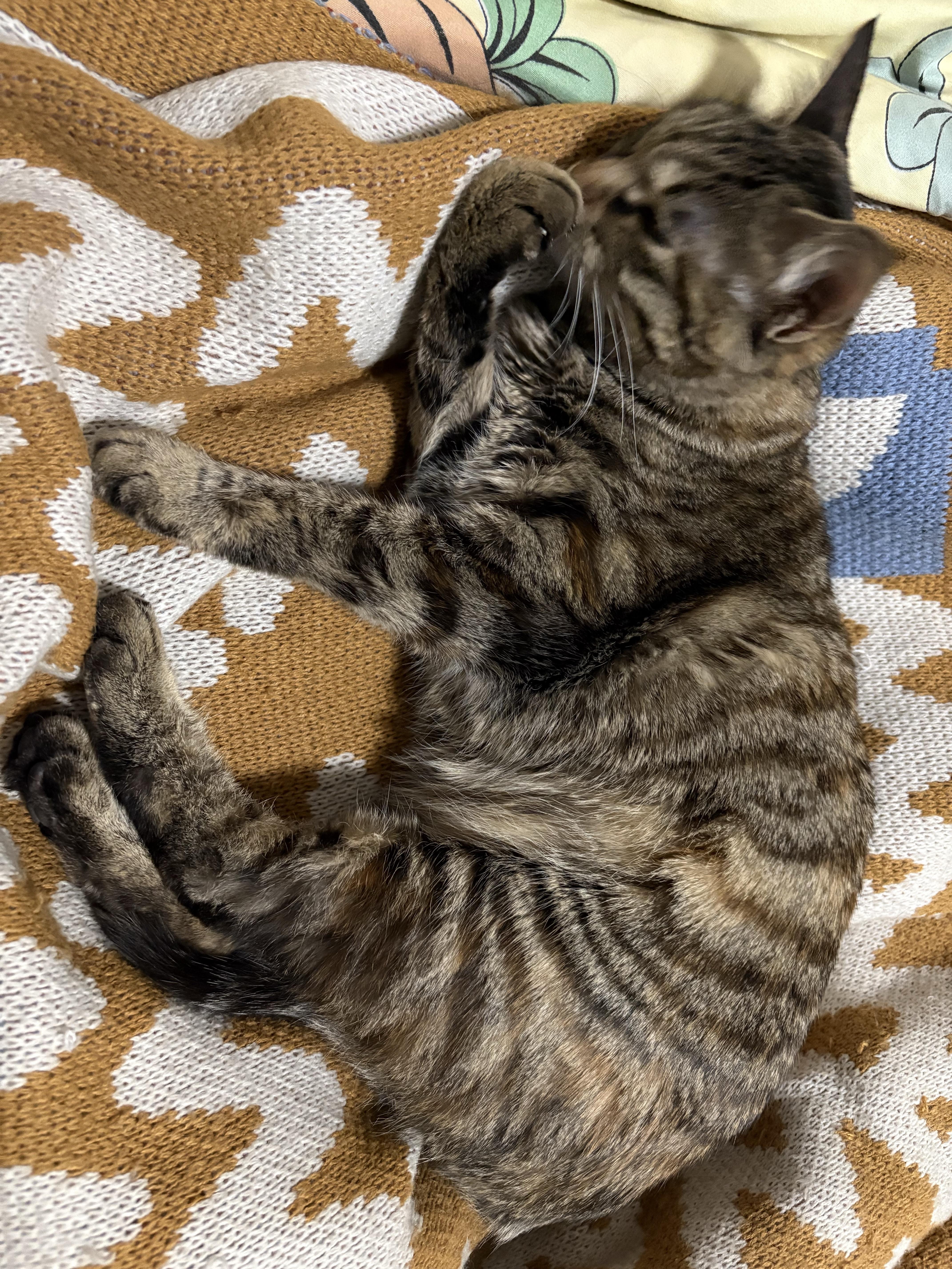 做梦梦见猫是什么意思有仙缘的人