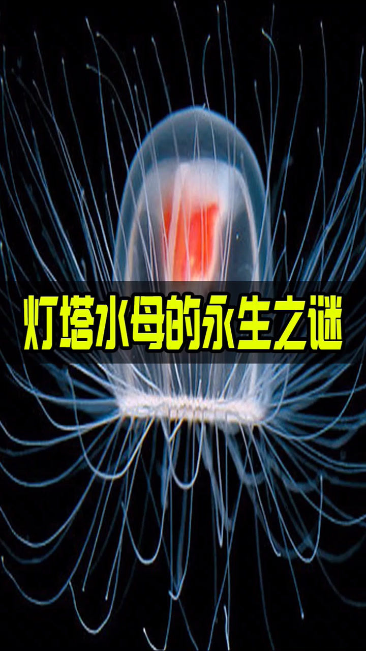 灯塔水母真的永生吗小, 视频