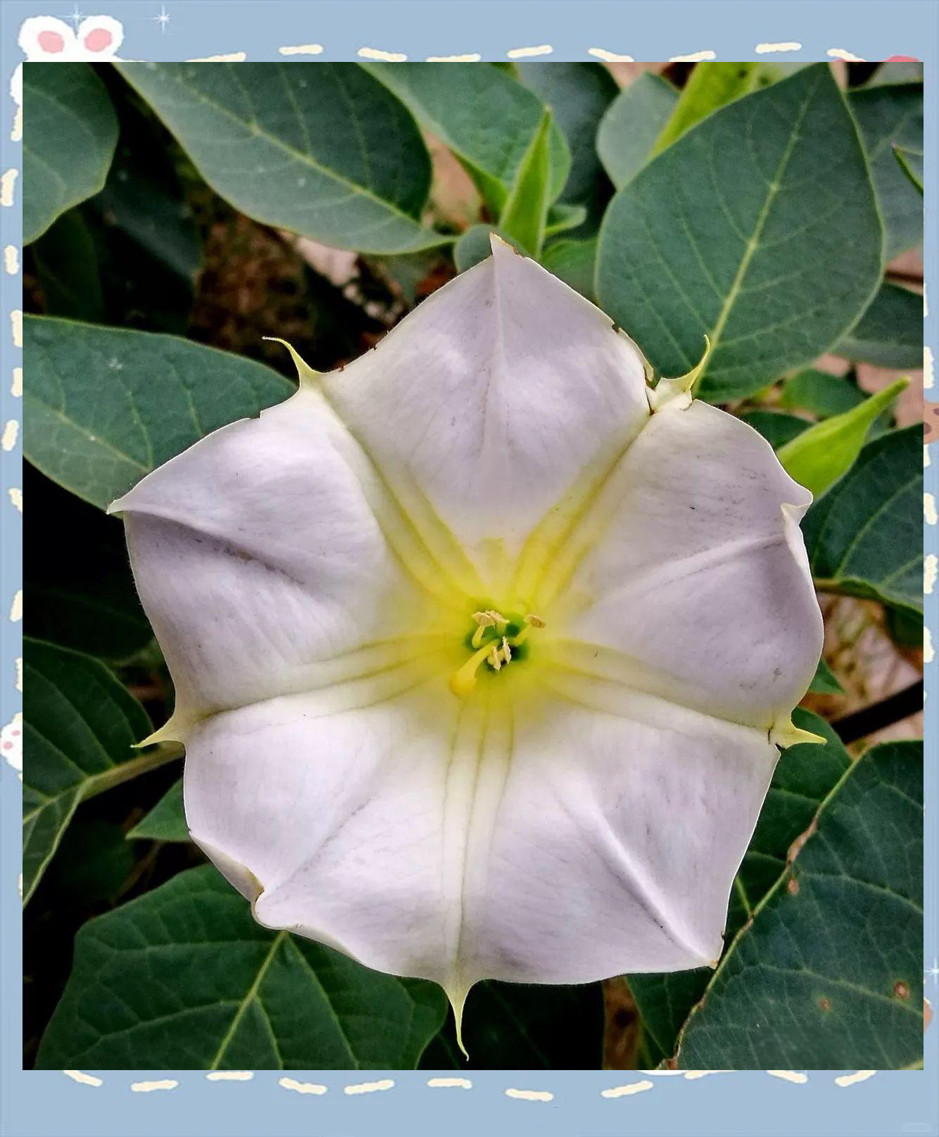 曼陀罗的花有毒吗图片