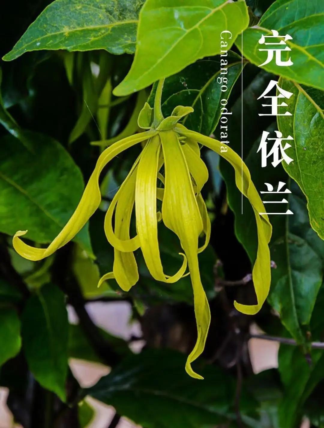依兰精油的功效与作用及禁忌