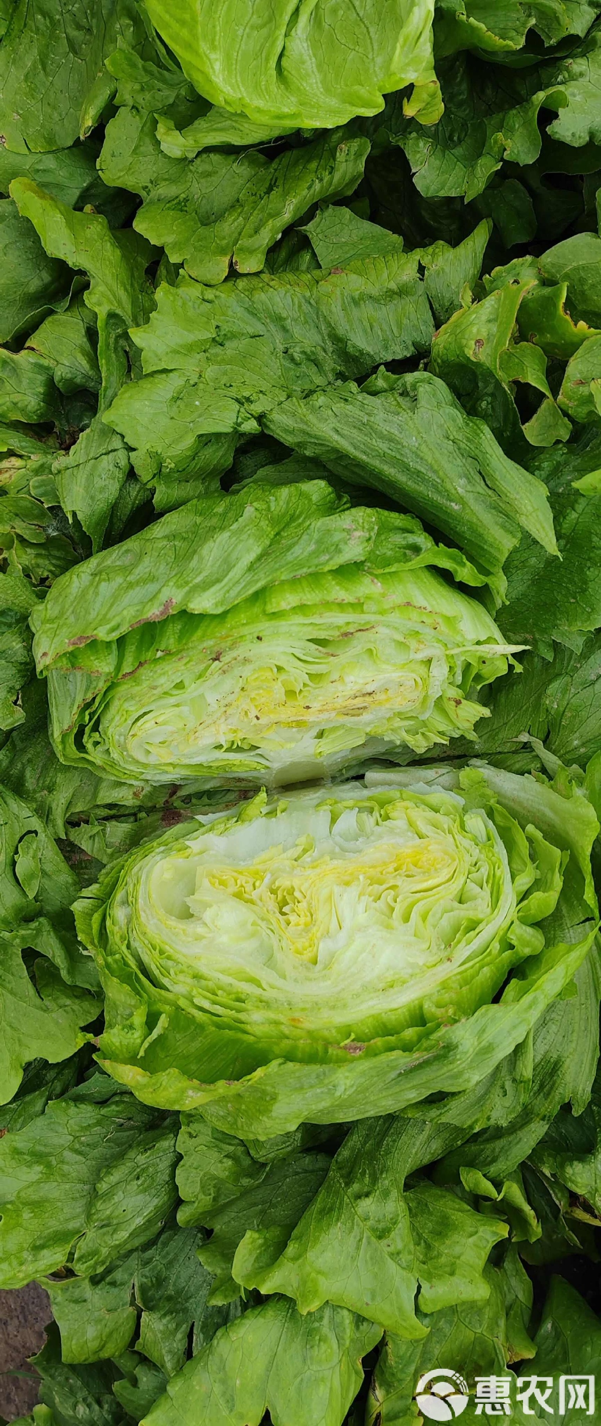 球生菜的做法凉菜