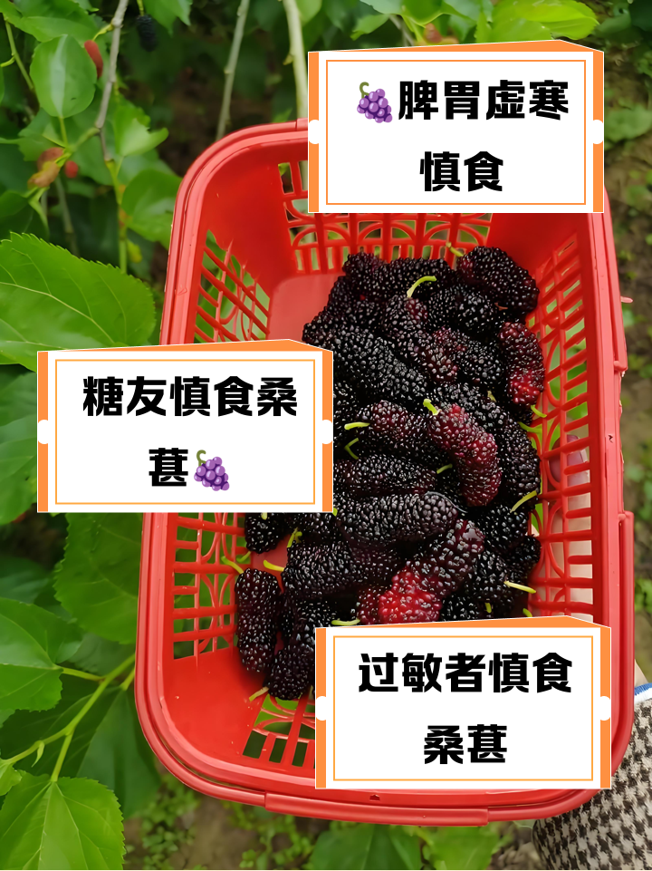 什么人不能喝桑葚酒呢