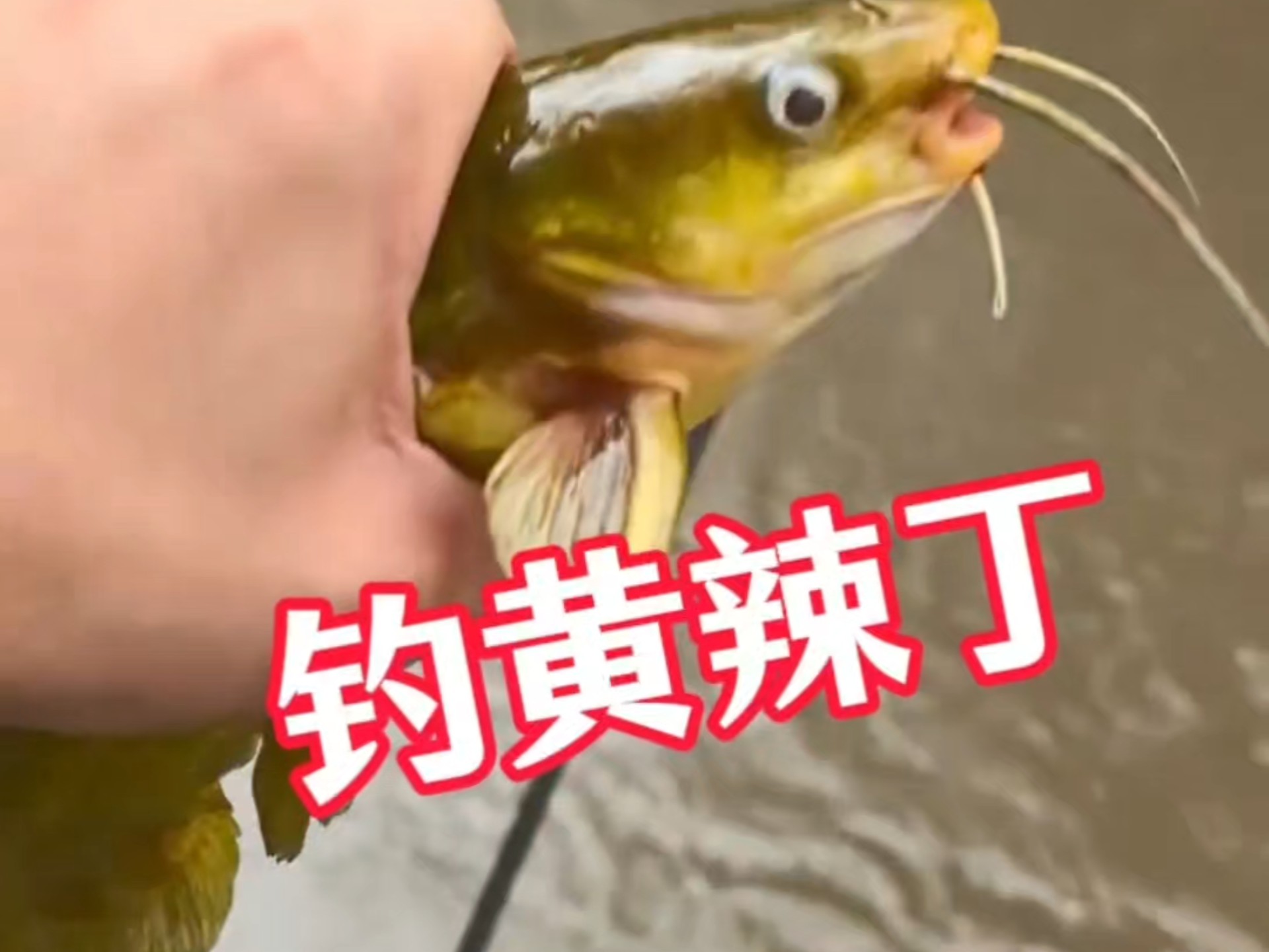 钓黄辣丁的方法视频