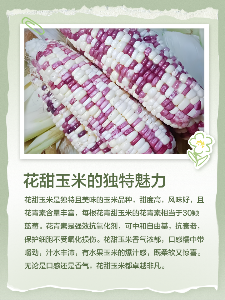 花玉米的功效与作用减肥