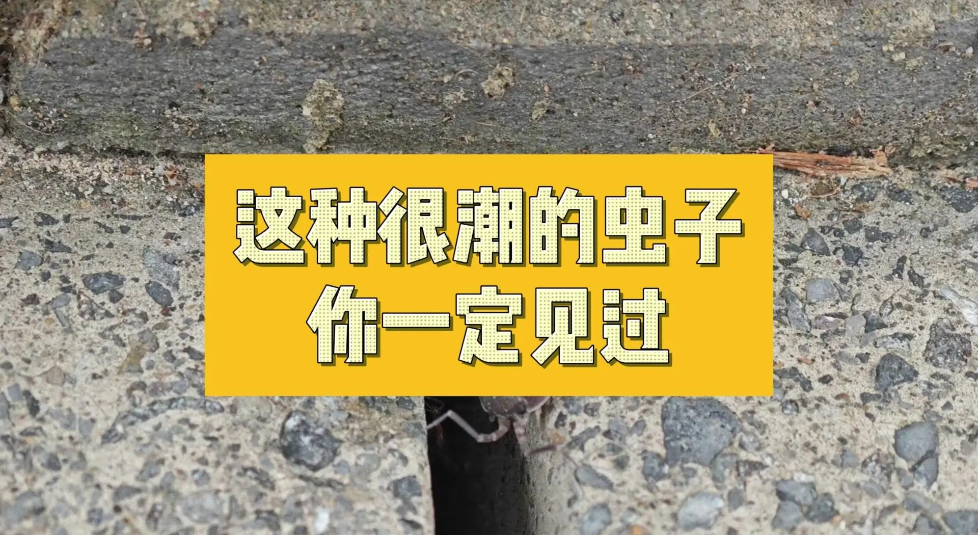 对付潮虫的小妙招视频