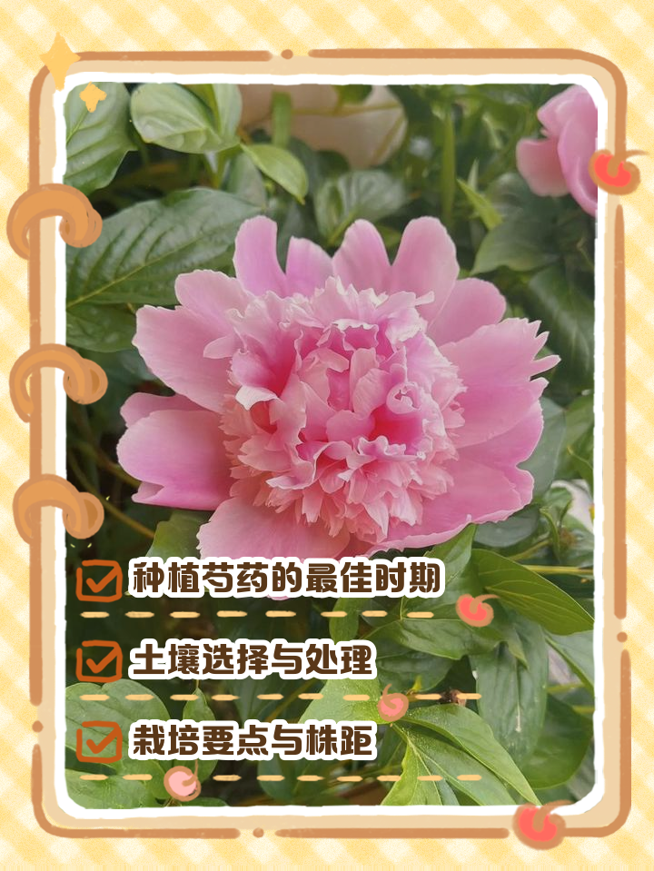 芍药花的栽培方法视频