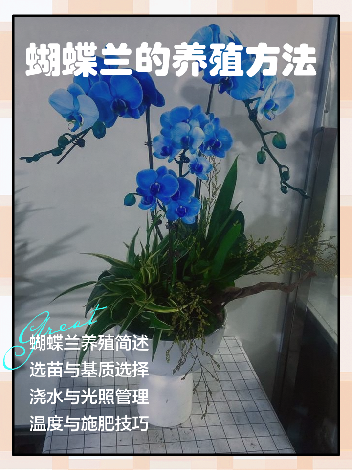 蝴蝶兰的养殖护理方法有哪些