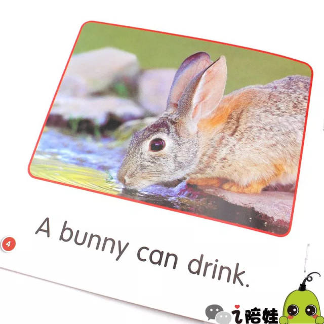 bunny的意思是什么意思啊