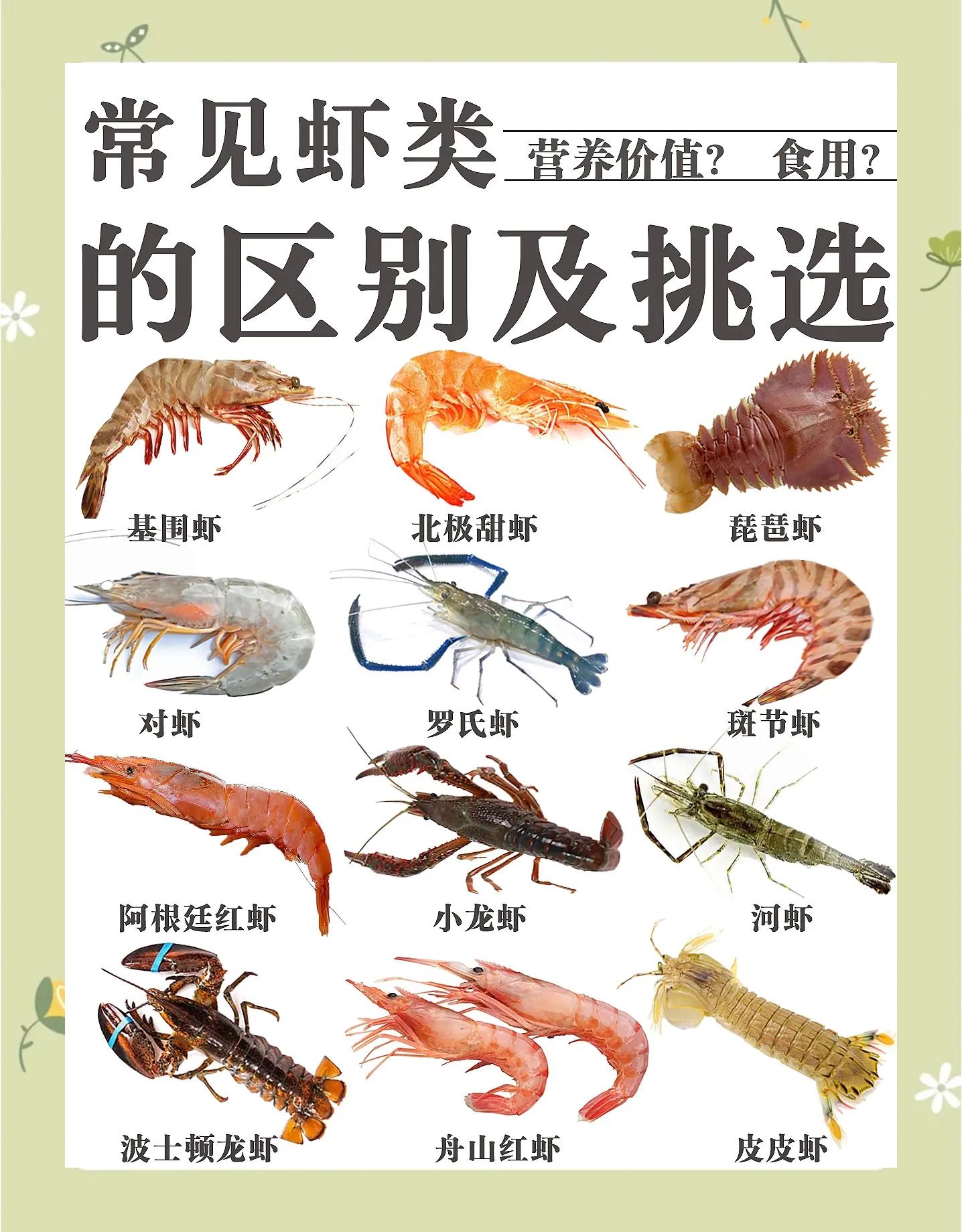 养殖虾的各种技术要点