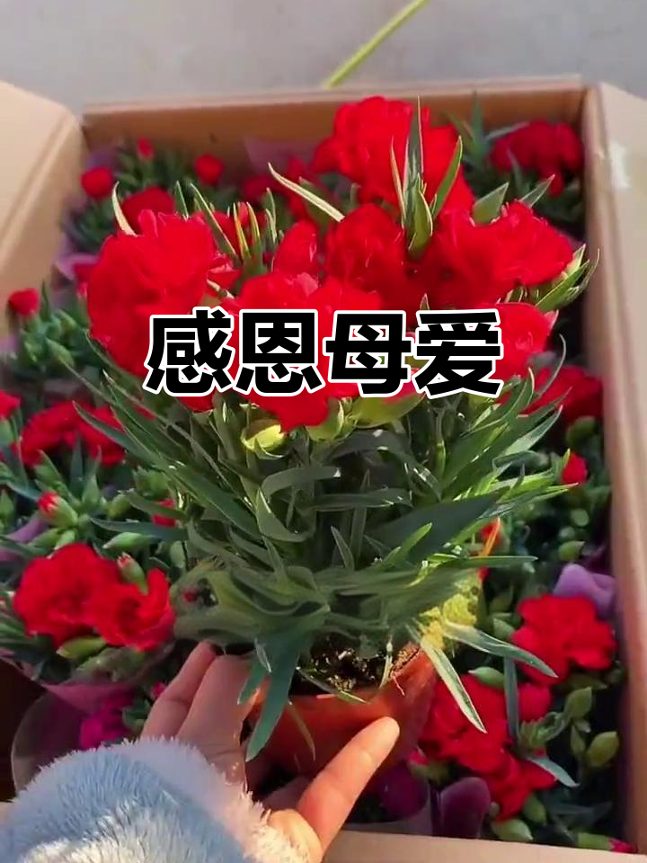 赠送康乃馨的象征意义