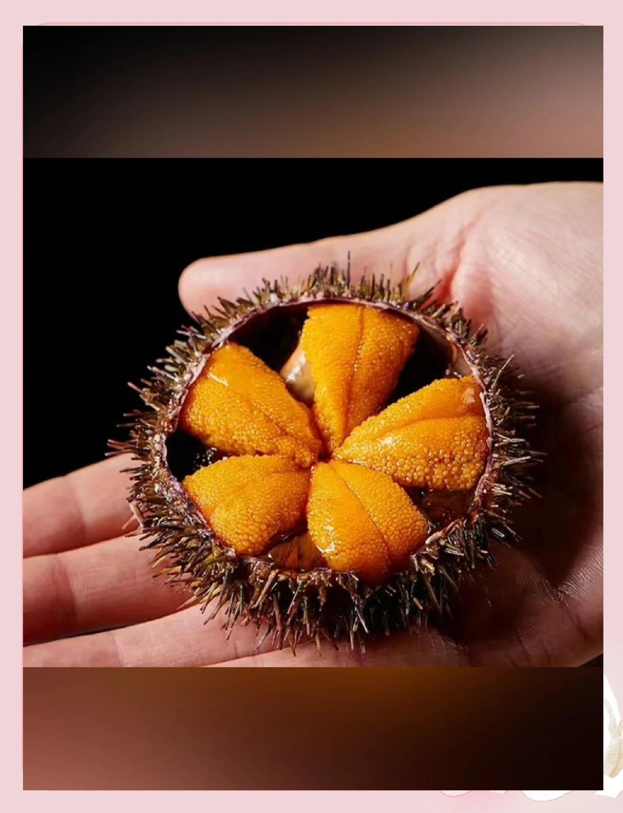 海胆的功效与作用及食用方法