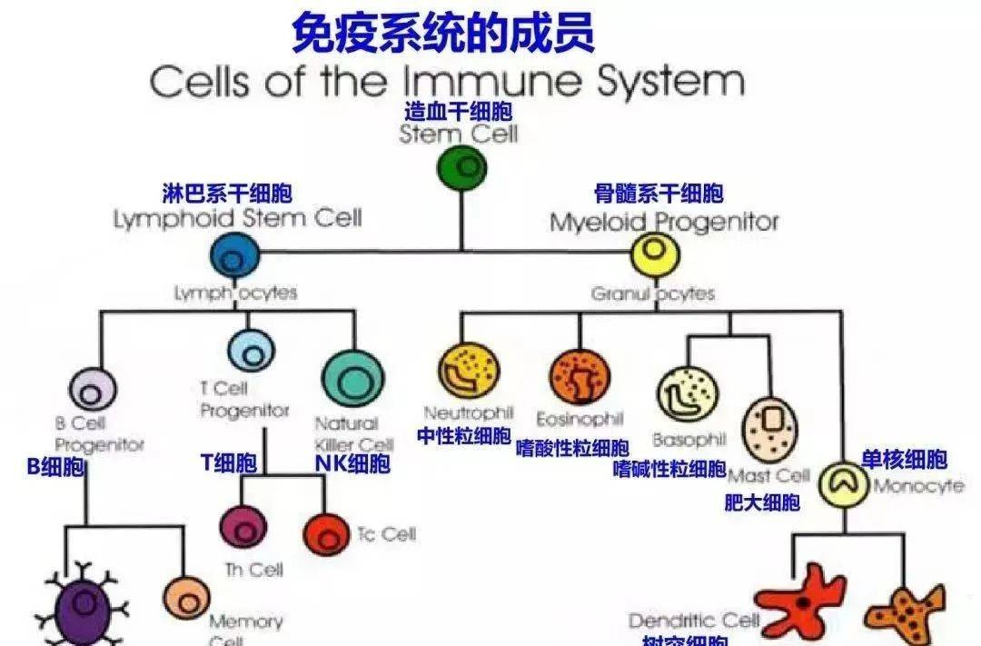 nk细胞是什么意思的缩写